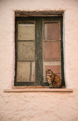 vertical shot portrait of cat on a rustic vintage wooden Mediterranean style window.Domestic cat looking at the street. Funny kitty looking at camera