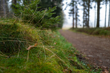Calm Forest