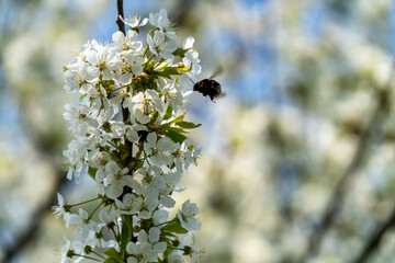 Cherry blossoms in full bloom in spring
