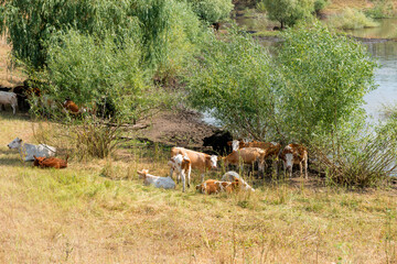 A herd of cows on a hot sunny day are hiding in the shade of trees at the edge of a pond