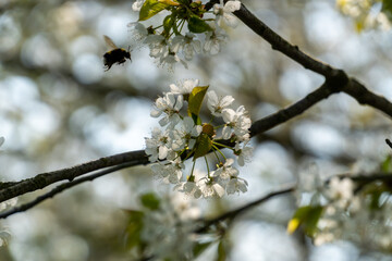 Cherry blossoms in full bloom in spring