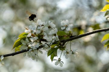 Cherry blossoms in full bloom in spring