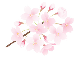 Fototapeta na wymiar 桜の花と枝のベクターイラスト(art,floral,bloom,flower)