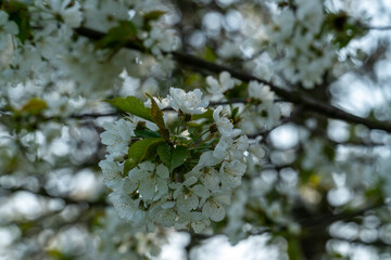 Cherry blossoms in full bloom in spring