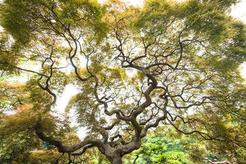 Fototapeta premium tree in the park