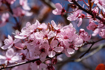 Cherry blossoms in full bloom in spring