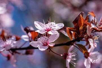 Cherry blossoms in full bloom in spring