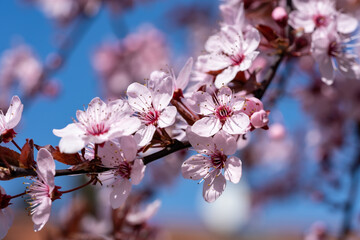 Cherry blossoms in full bloom in spring