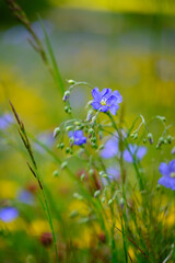 Gemeiner Flachs, Gemeiner Lein, Linum usitatissimum