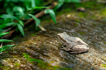 Small frog in Ubud, Bali, Indonesia