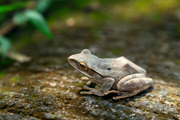 Small frog in Ubud, Bali, Indonesia