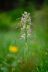 Bocks-Riemenzunge oder Bocksorchis, Himantoglossum hircinum
