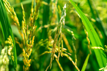 Green rice growing on Ubud rice fields