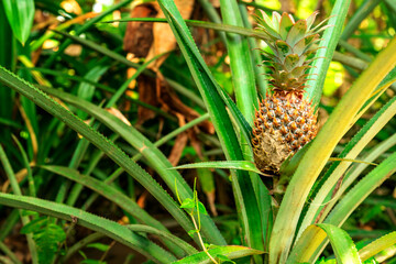 Obraz premium Pineapple growing, Ubud, Bali, Indonesia