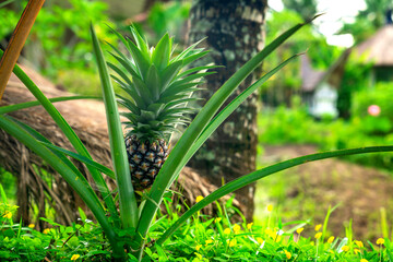 Pineapple growing, Ubud, Bali, Indonesia