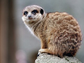 Meerkats in action observing the surroundings.