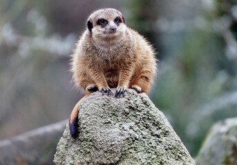 Meerkats in action observing the surroundings.