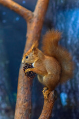 Stuffed squirrels in the museum. Photographed close-up.