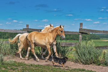 A pair of horses frolic in the paddock. Photographed in the summer afternoon.