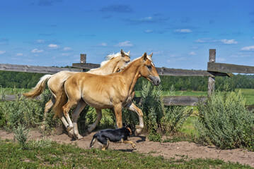 Obraz premium A pair of horses frolic in the paddock. Photographed in the summer afternoon.