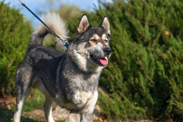 Portrait of a Husky dog breed in the summer park closeup.