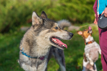 Portrait of a Husky dog breed in the summer park closeup.