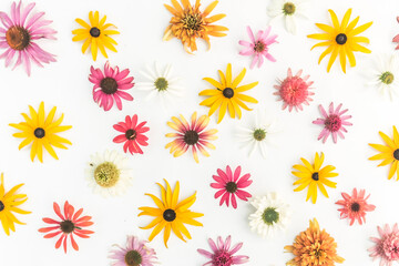floral background, colorful echinacea flowers