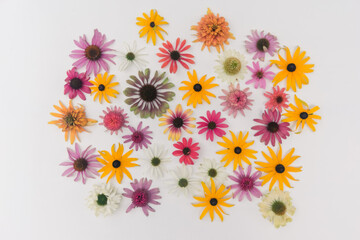 floral background, colorful echinacea flowers - obrazy, fototapety, plakaty