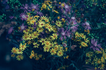 Fototapeta na wymiar bunch of colorful wild flowers from meadow