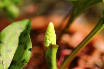 Drimiopsis maculata Scilla marmorata