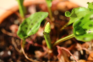 Drimiopsis maculata Scilla marmorata