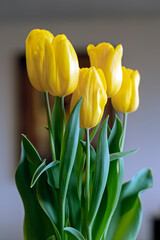 Naklejka premium Yellow tulip variety 'Strong Gold' in bloom in spring