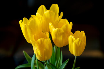 Yellow tulip variety 'Strong Gold' in bloom in spring