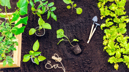 Planting vegetable seedlings in garden beds with black soil. Using a mixture of biohumus, compost...