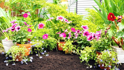 Blooming pink petunia and lobelia flowers in a flower bed against black soil background with copy space. Blooming flower garden with beautiful garden flowers.