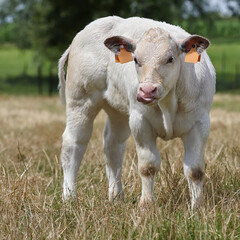 Young white bull calf in the meadow