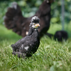 Young Poland black chicken with white crest