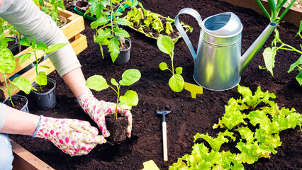 Growing vegetable crops in wooden raised beds in the spring season in a personal farm. Gardener's...