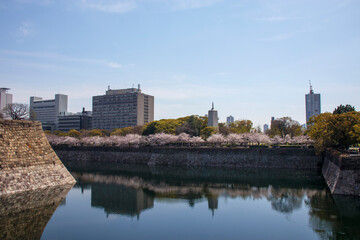 Fototapeta na wymiar 桜の咲く大阪城のお堀