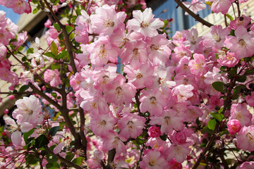 ピンク色の八重の桜の花