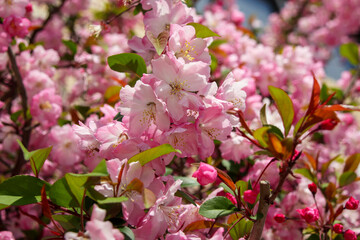 ピンク色の八重の桜の花