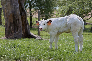 Fototapeta premium Young white male calf bull in meadow