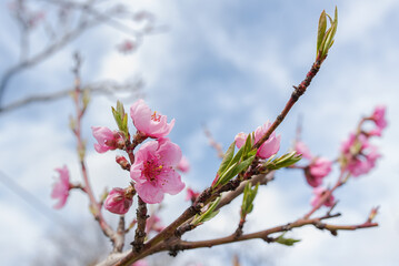 Pink Peach Flowers Blooming on Peach Tree
