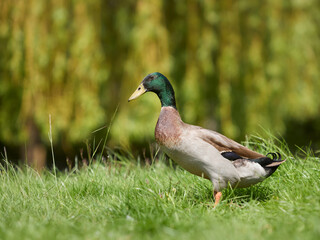 Indian runner duck in the garden