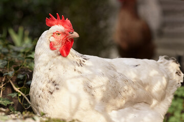 White chicken free range in garden