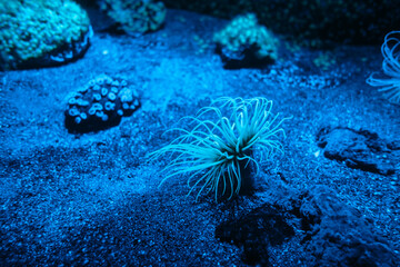 Sea anemone on a coral reef