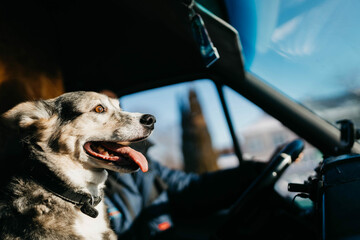dog rides in a truck with a trucker, traveling with a pet.