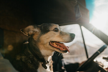dog rides in a truck with a trucker, traveling with a pet.
