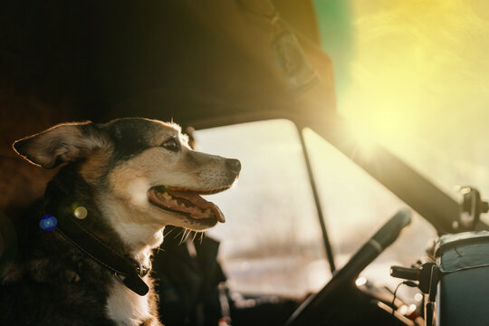 dog on a sunny day rides in a car, the concept of traveling with a pet, a trucker with a dog.