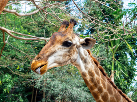 Close-up of a cute portrait of giraffe, face and sticking out tongue on green leaves background in the zoo.